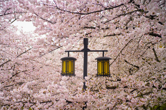 苏州上方山植物园春天樱花