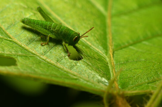 绿蝗虫