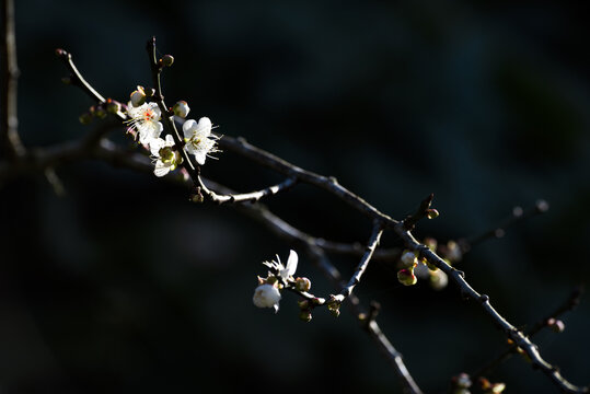 梅花如诗