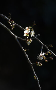 梅花如诗