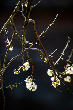 梅花如诗