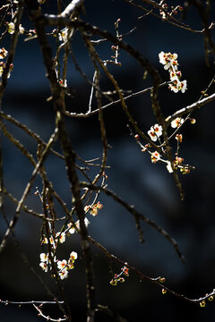 梅花如诗