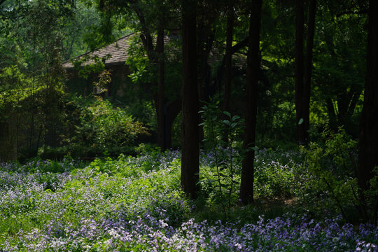 野草丛生