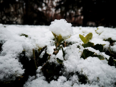 绿叶积雪