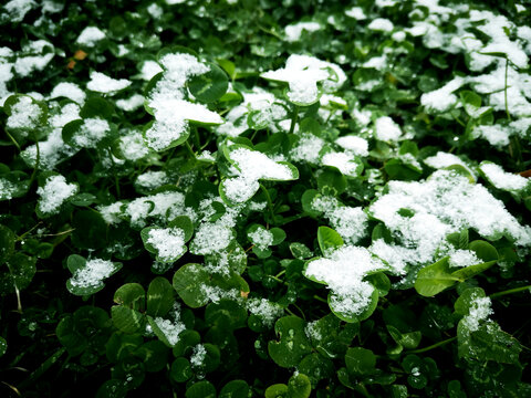 绿叶白雪