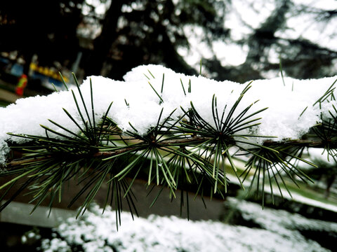 松枝积雪