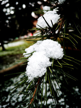 松针积雪