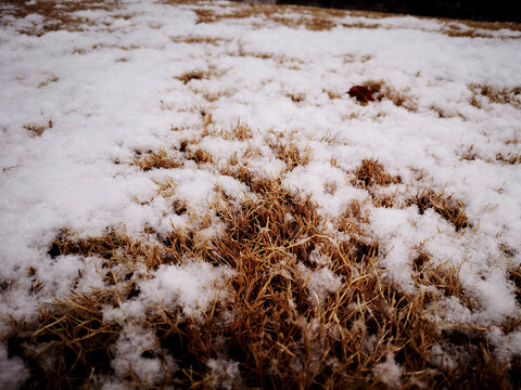 草地积雪