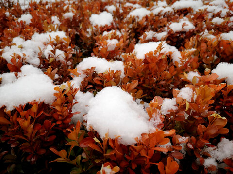 冬季植物冰雪