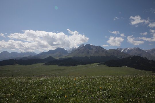 高山草甸