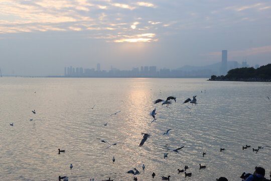 深圳湾海上日落