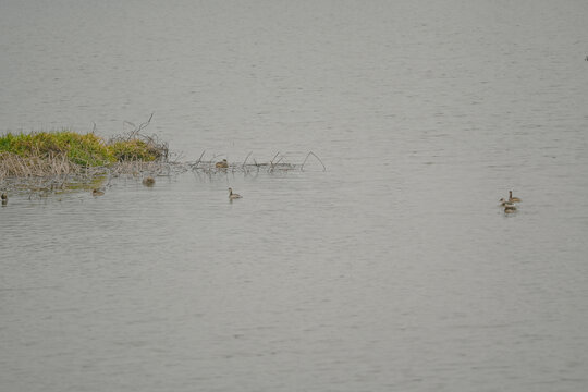 湿地野鸭子