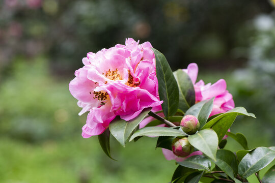 茶花