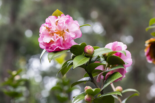 茶花