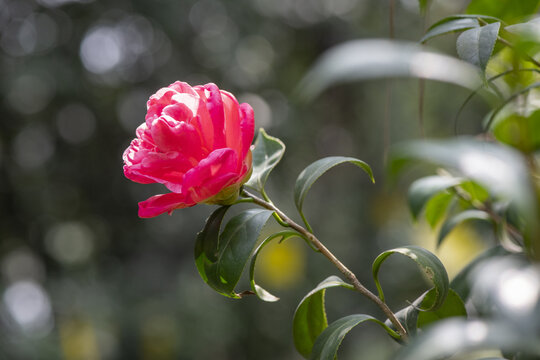 茶花