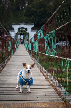 吊桥上的一只小宠物狗