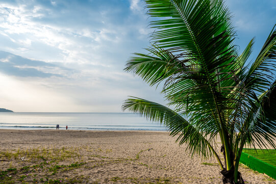 海边沙滩椰子树