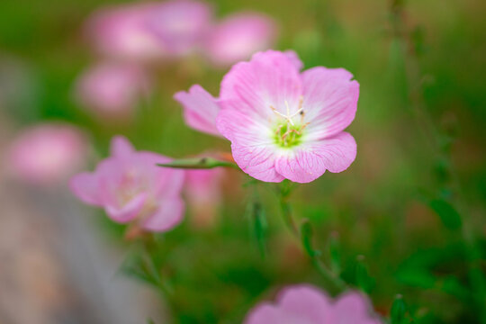 月见草花