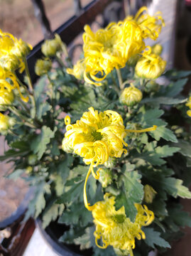 菊花