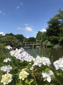 日本福岛绿水苑里的绣球花