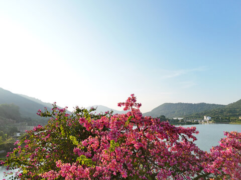 美丽异木棉花