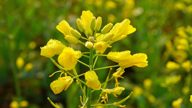 油菜花