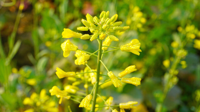 油菜花带露水