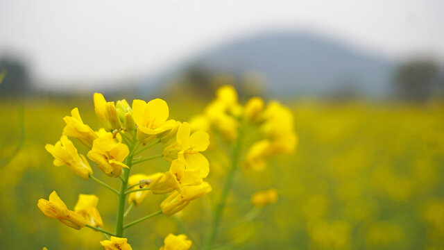 油菜花