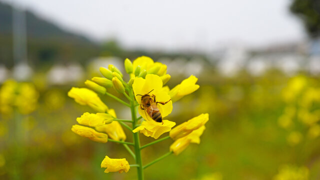 蜜蜂采蜜