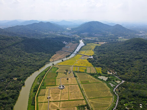 山区水稻种植