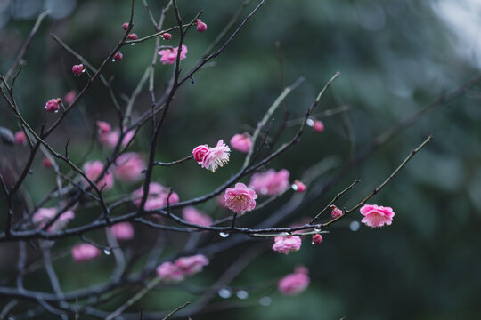 雨天的梅花