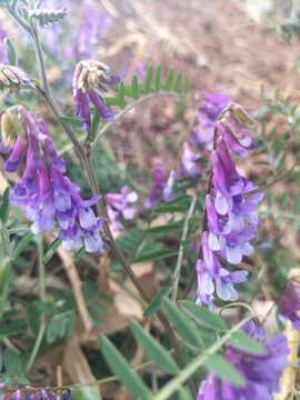 广布野豌豆的花