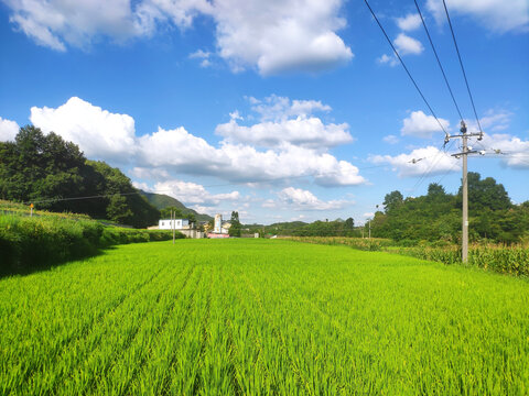 普通乡村风景