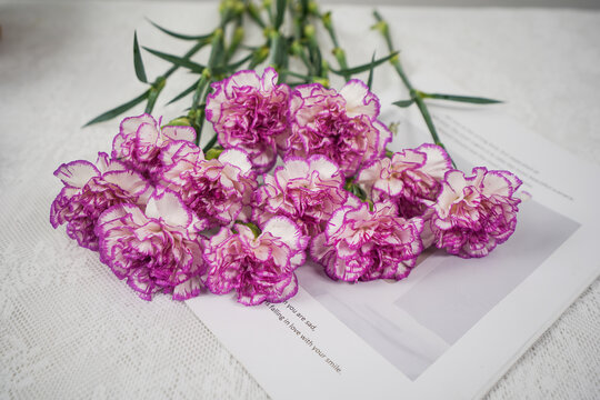 紫边康乃馨花卉
