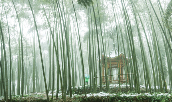 竹海雪景