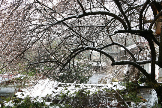 梅花雪景