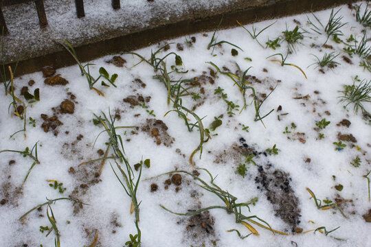 雪天蒜苗