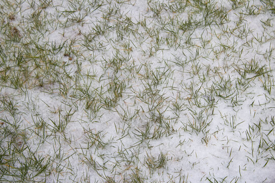 草地雪