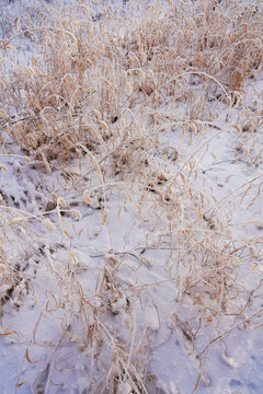 荒野白雪