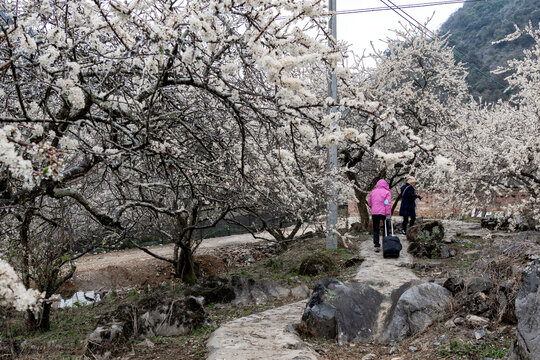 三华李李树