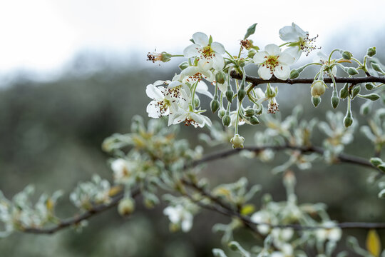 山楂花