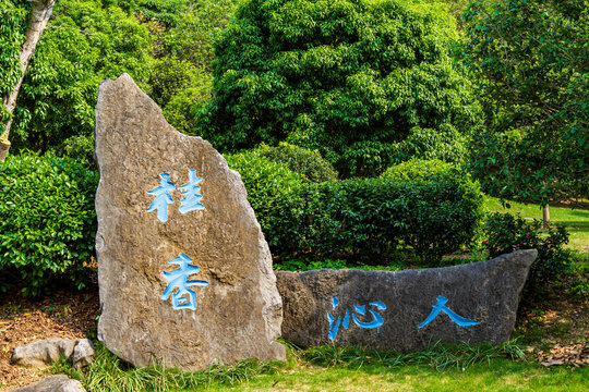 青秀山公园桂香沁人景观石