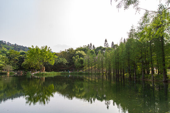 青秀山公园桂水杉林
