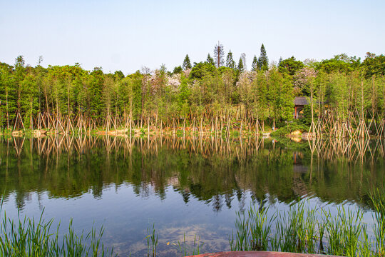 青秀山公园水杉林