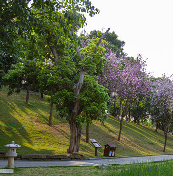 青秀山公园樱花树