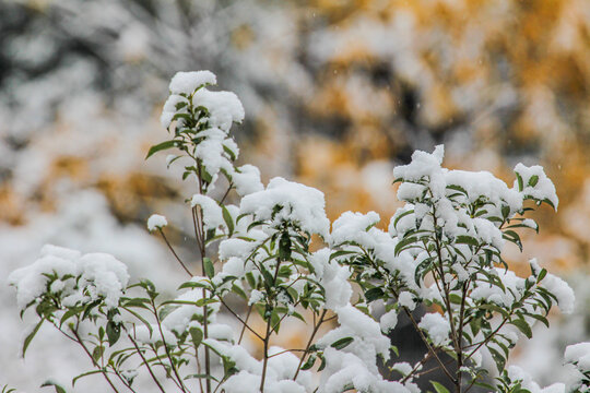 雪压枝头