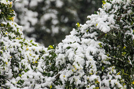 雪压植物