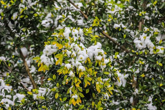 冬天大雪植物压雪