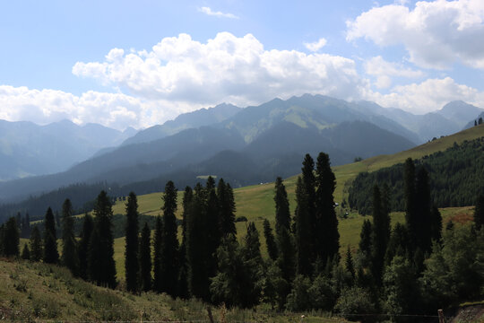 连绵松树林