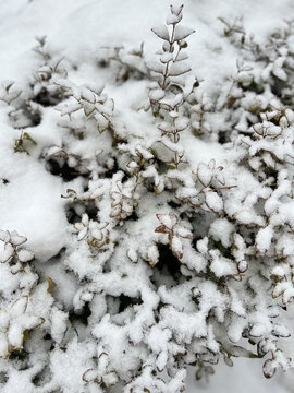 下雪天户外雪景